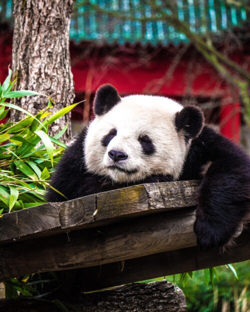 Guided Tour - Knoxville Zoo