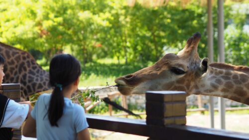 Guided Tour - Ueno Zoo (Tokyo)