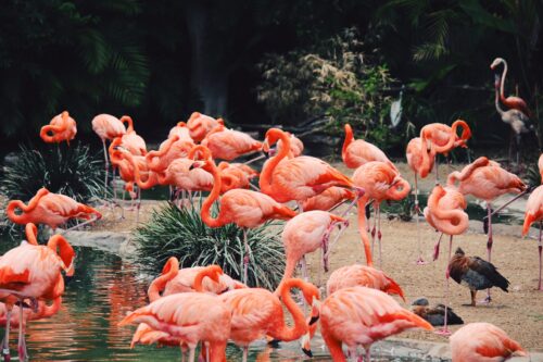 Guided Tour - Indianapolis Zoo